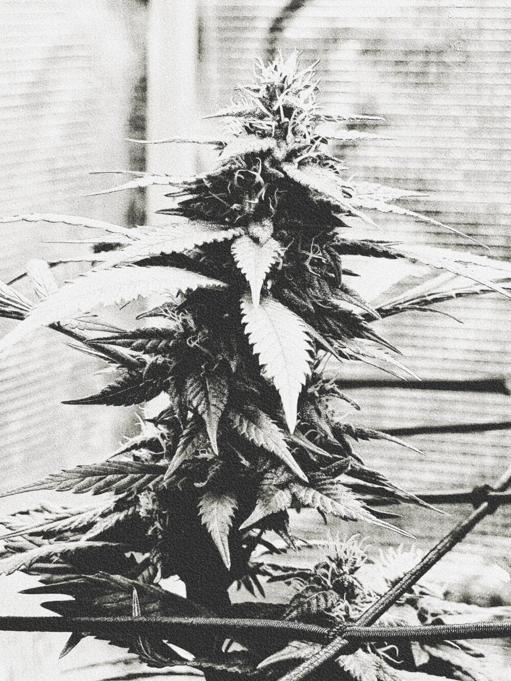 BlueCollarGrow