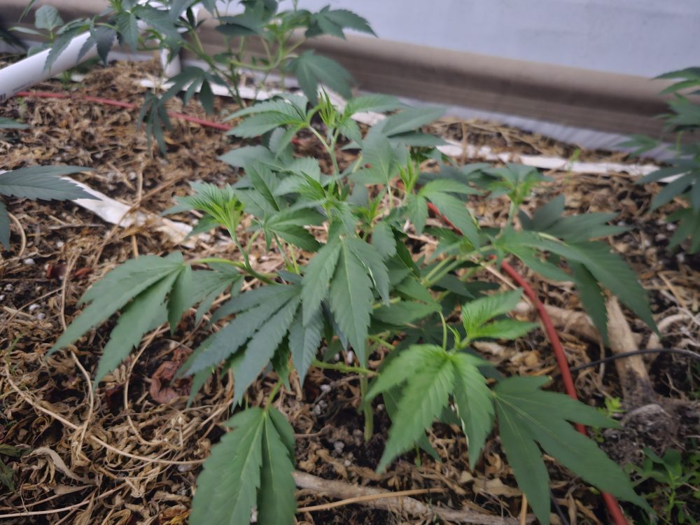 Mook the Grower