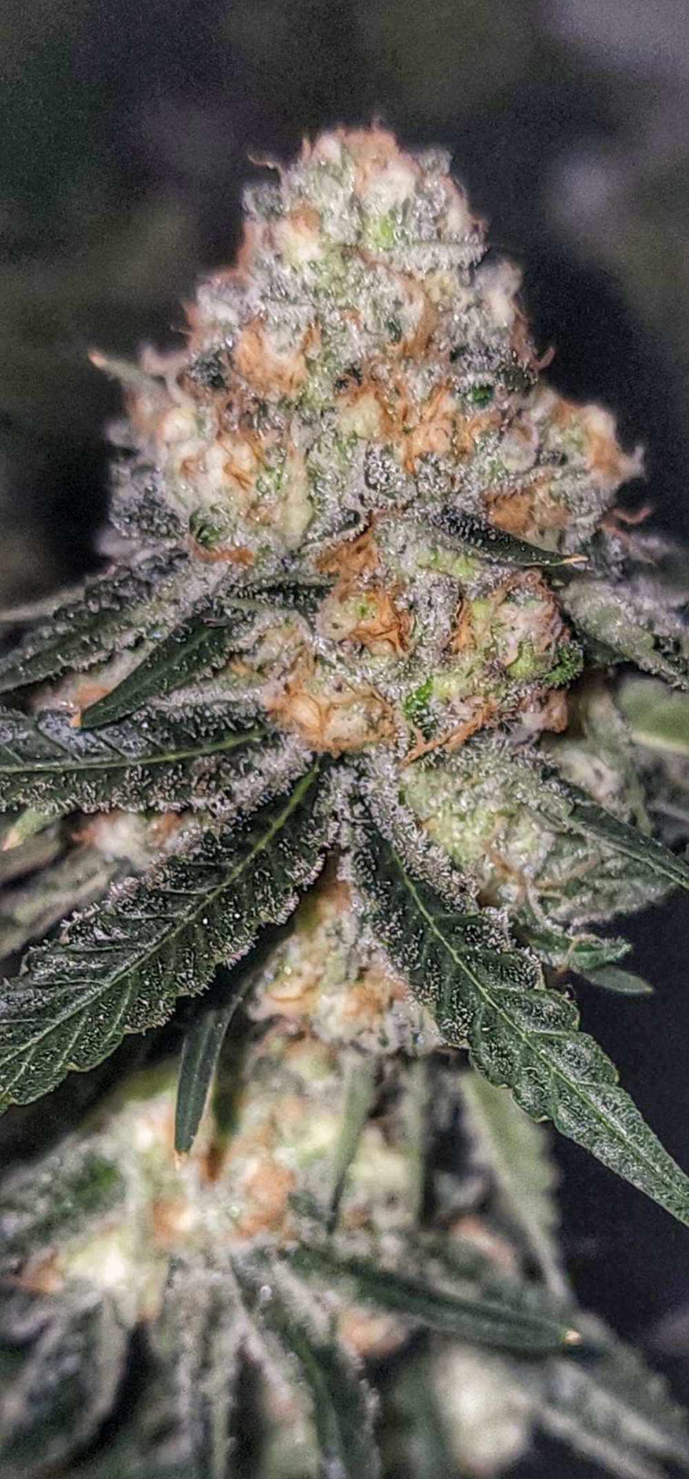Phxcannabisguru